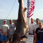 Shark killing contests alive and well in the US