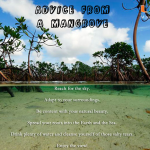 Advice from a mangrove