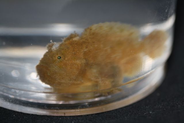 4_frogfish