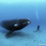 BrianSkerry-SRwhale-150×150