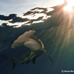 Progress on shark conservation
