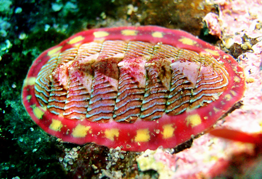 chiton