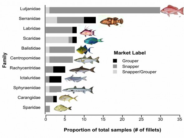 Seafood mislabeling in Belize – Sea Monster