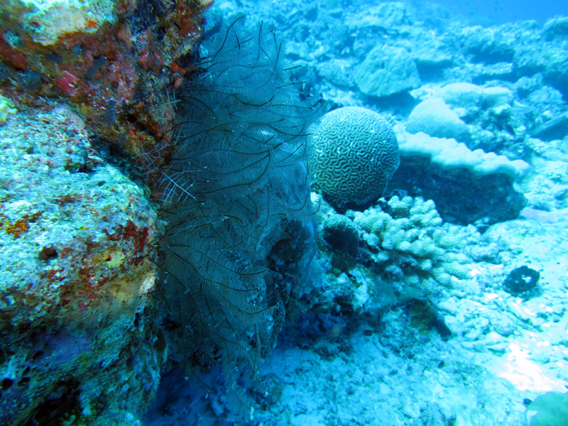 Diego Garcia Middle Island Hydroids