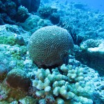 Chagos expedition 2013