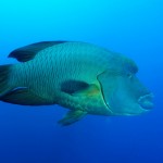 Fiji fish - Napoleon wrasse