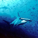 Sharks on CITES