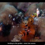 Tiny people underwater - a whole new perspective on ocean life