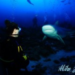 Meeting marine predators - Part 1
