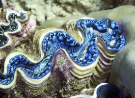 wacky-colored clam