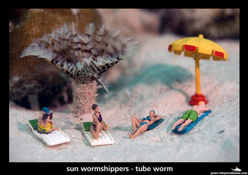 Leisure-Sun-Wormshippers-by-Jason-Isley