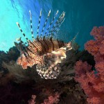 Lionfish - the new normal
