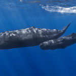 Why whale poop is worth a fortune