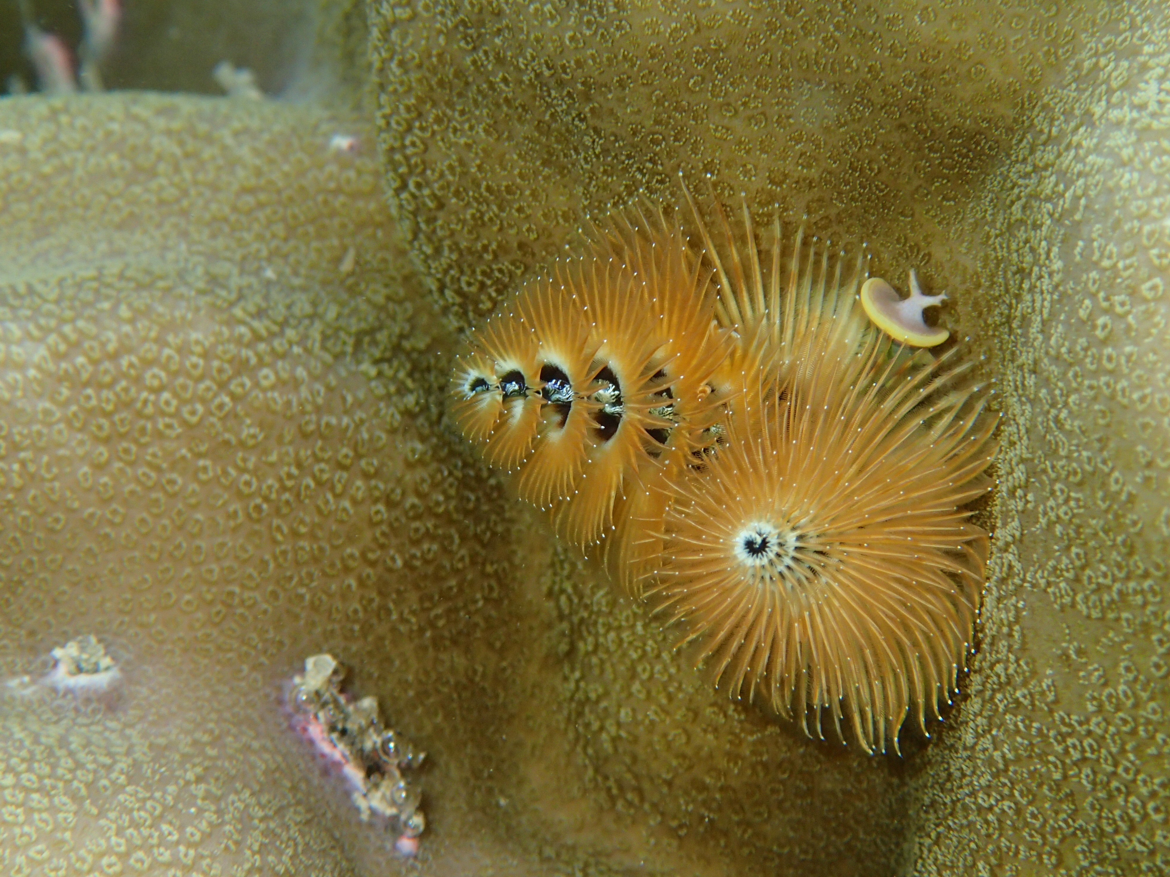 Xmas tree worm by John Bruno