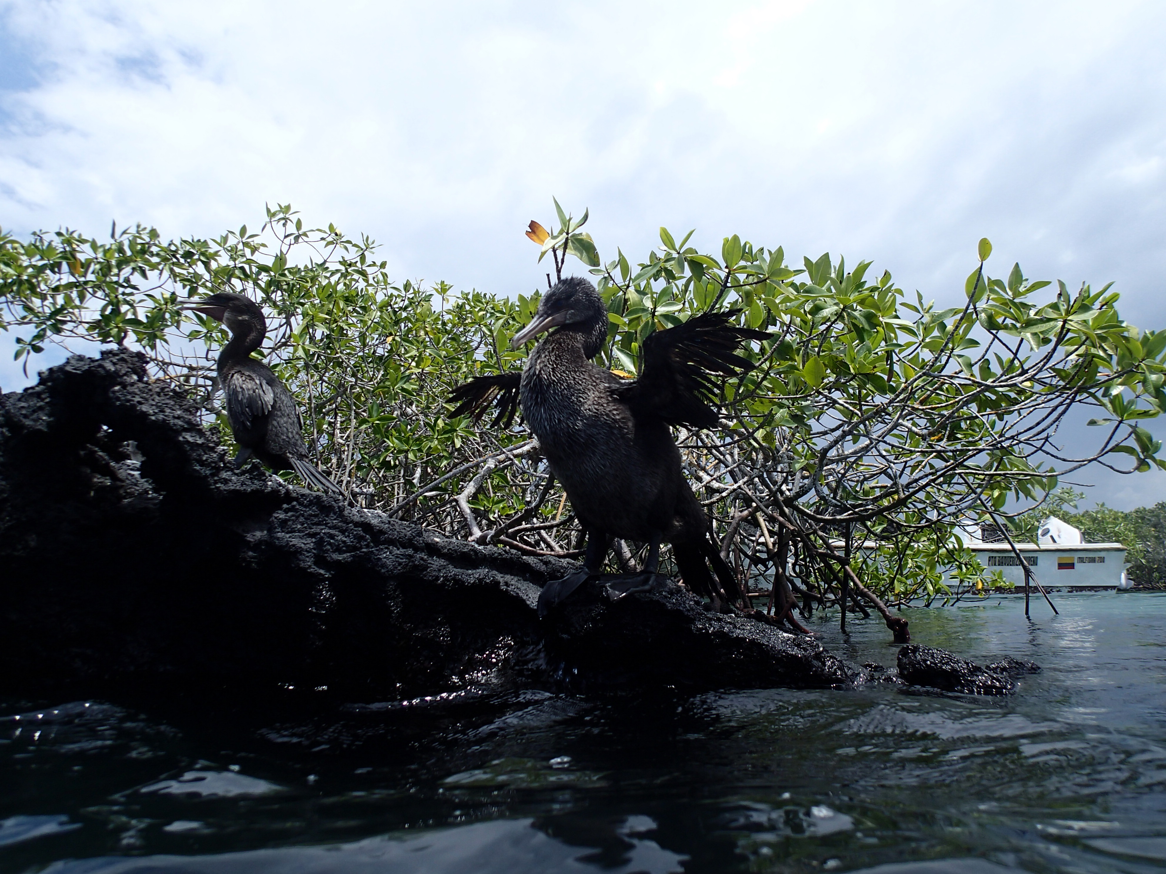 Galapagos field site