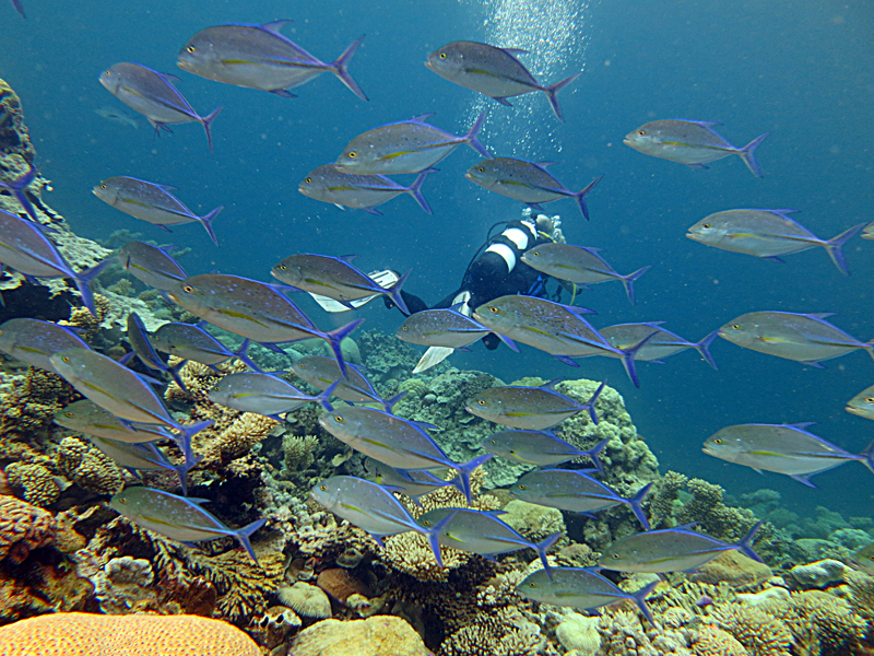 Salomons Atoll Ile working in a storm of jacks