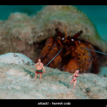 UW-Attack-Hermit-Crab-by-Jason-Isley