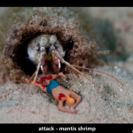 UW-Invasion-Mantis-Shrimp-by-Jason-Isley