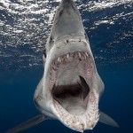 This is one tough Mako shark