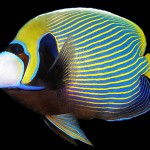 Fiji fish - Emperor Angelfish