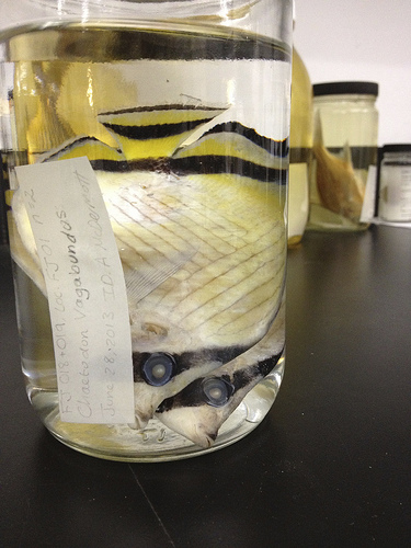 fishies in jar
