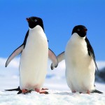 Academic-NGO partnerships to optimize and utilize conservation science