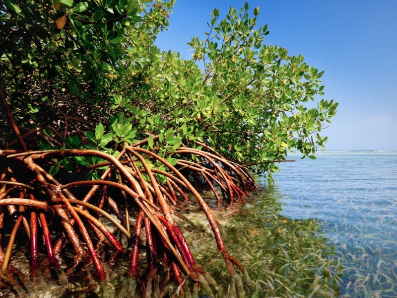 mangrove_seagrass