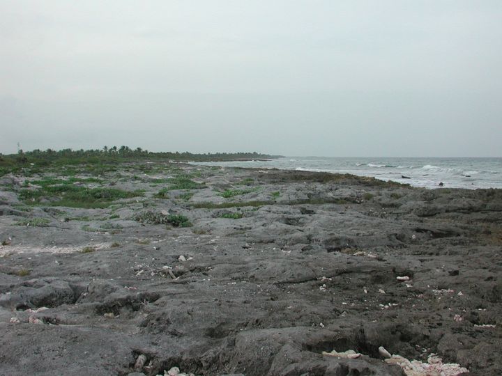 pleistocene reef_Akumal Mexico.047